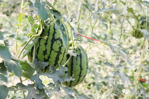 各大网红免费吃瓜网站,揭秘各大平台瓜分盛宴